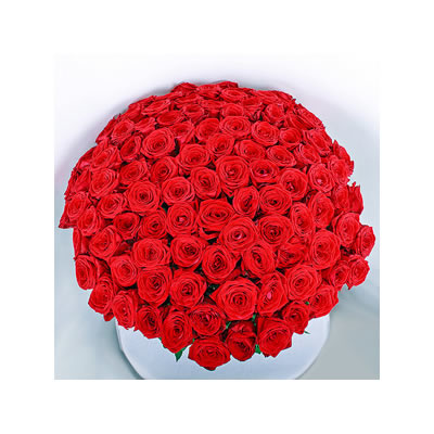 100 Premium Roses