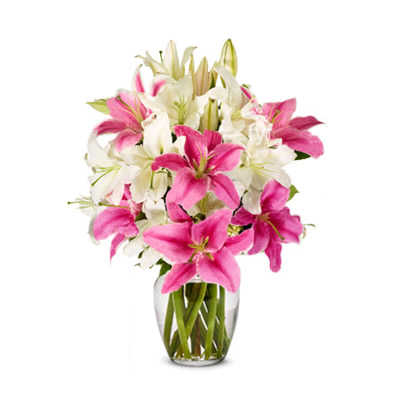 Blooming Lilies