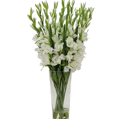 White Gladiolus